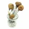 Buy Magic Mushroom Grow Kit McKennaii UK